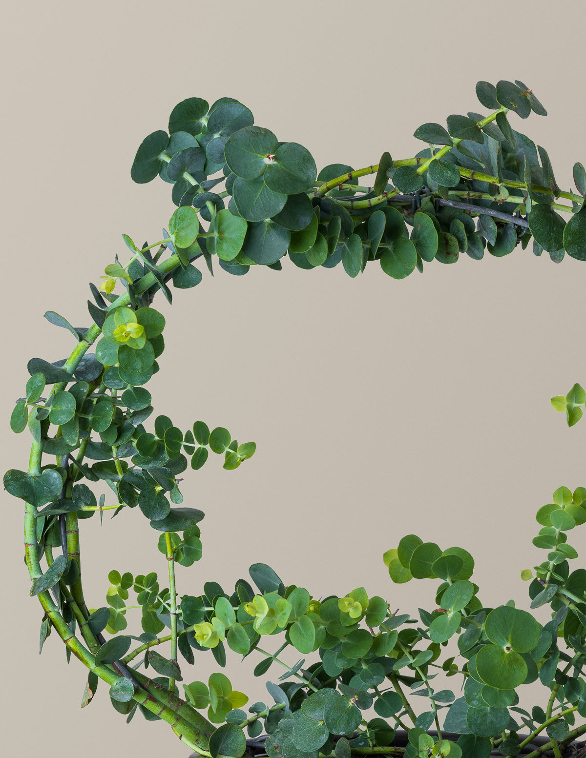 Potted Live Eucalyptus Hoop