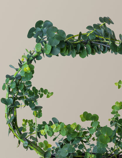 Potted Live Eucalyptus Hoop