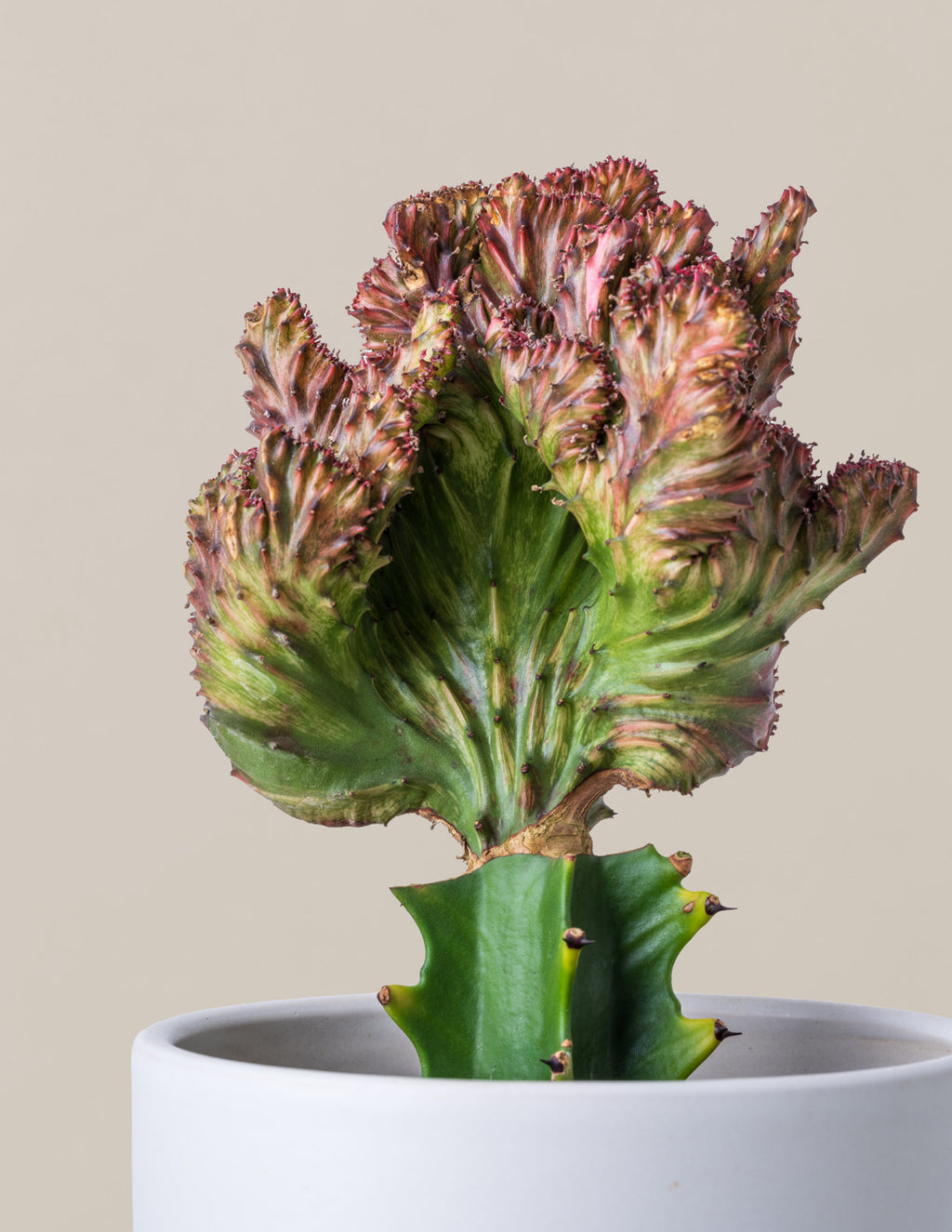 Mermaid Tail Cactus