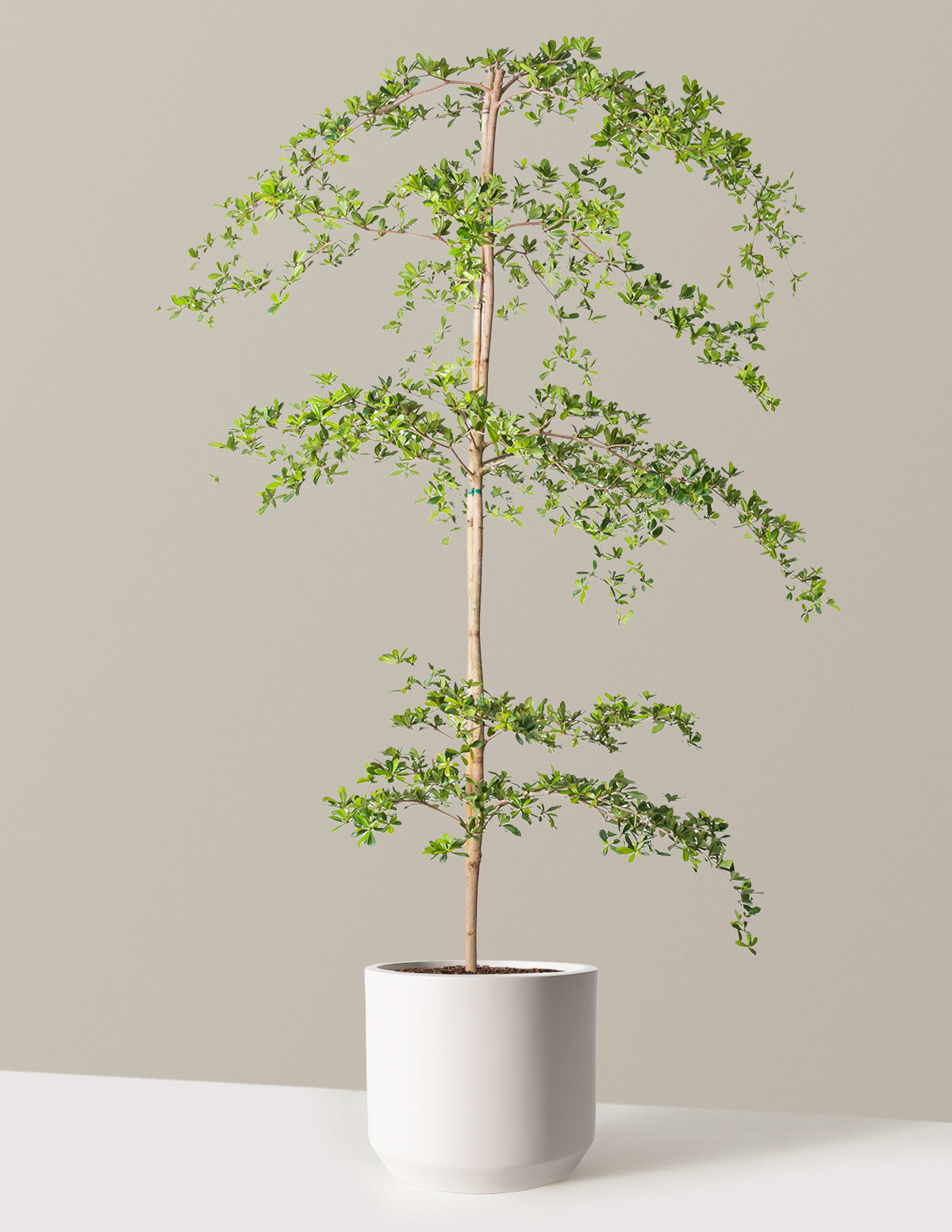 Black Olive Tree