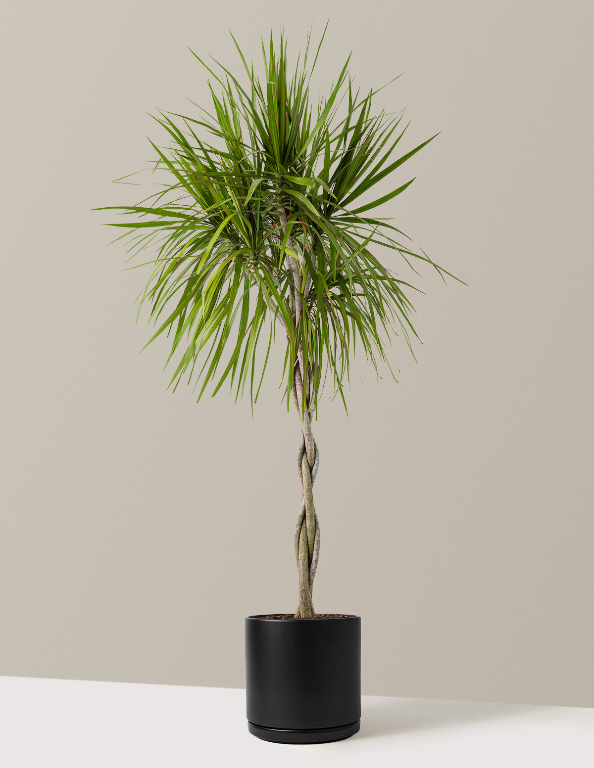 Dracaena Marginata Braided