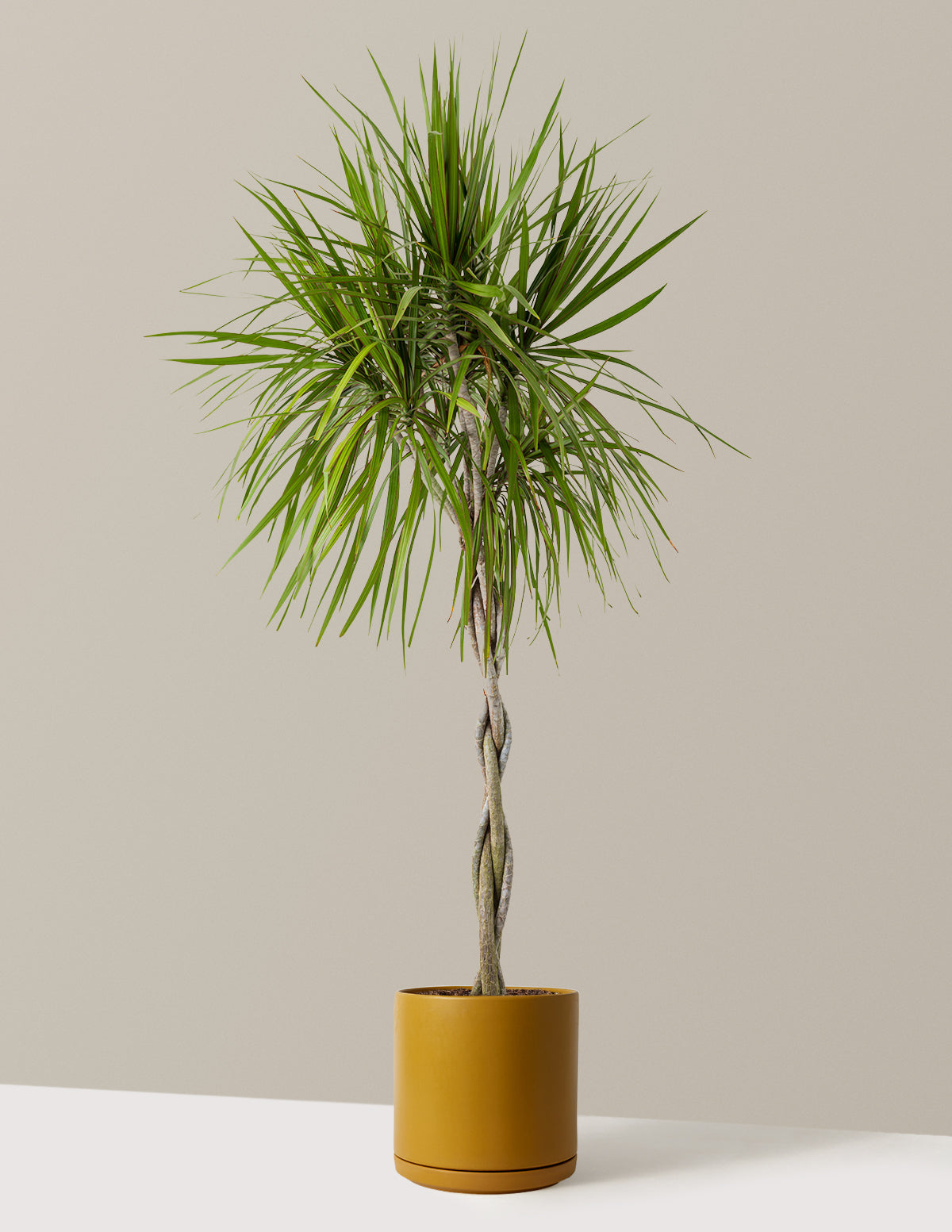 Dracaena Marginata Braided