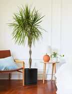 Dracaena Marginata Braided