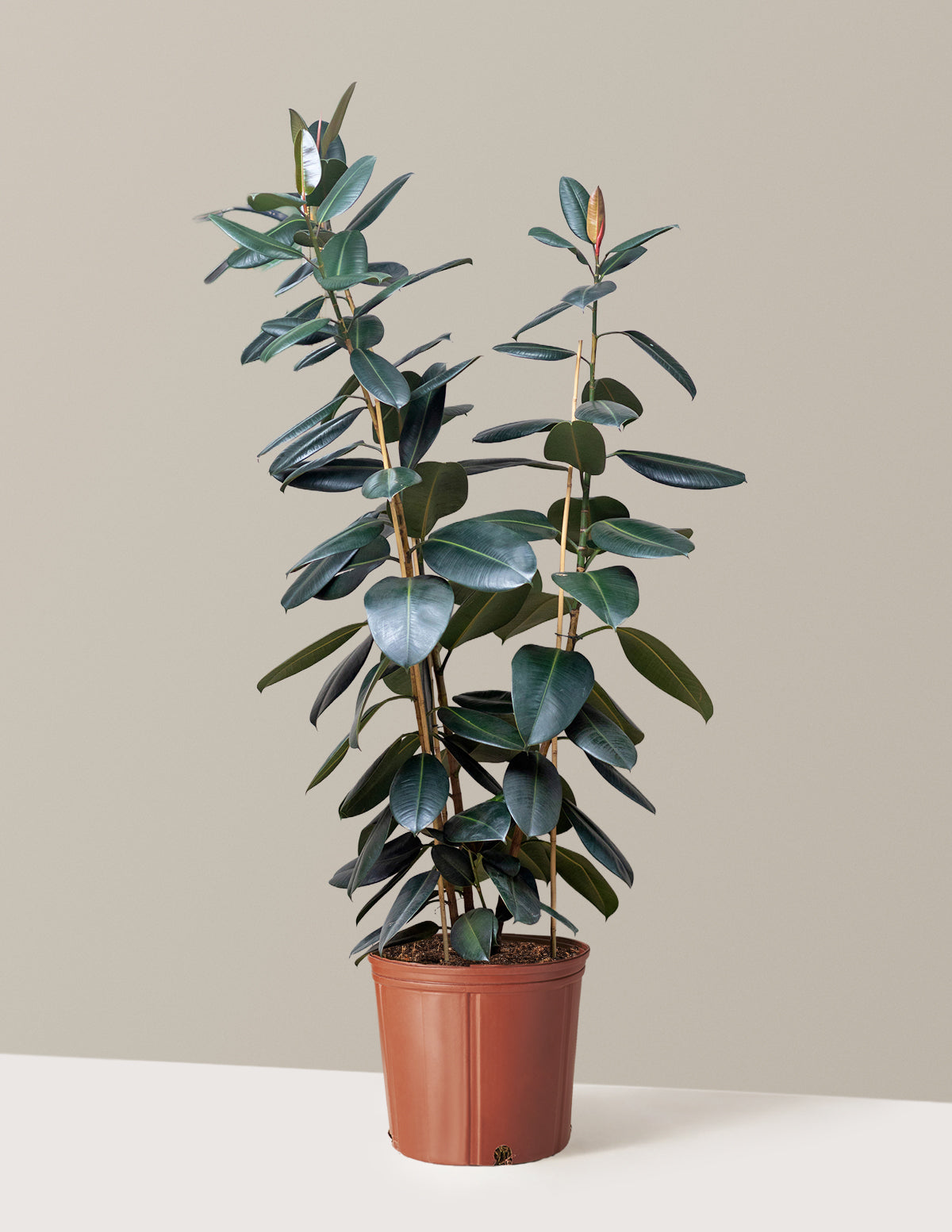 Ficus Burgundy Rubber Plant