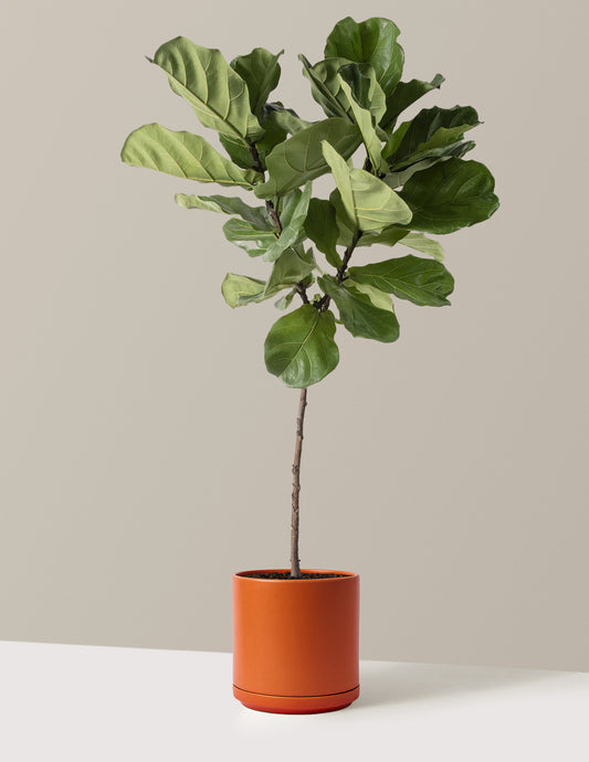 Fiddle Leaf Fig