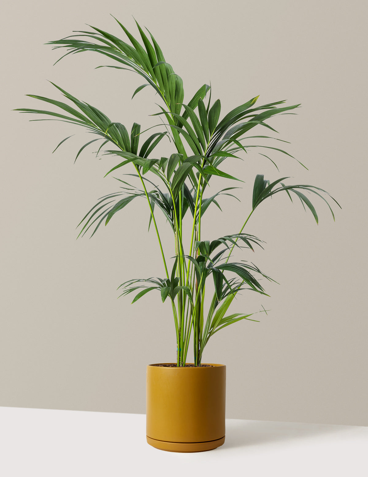 Kentia Palm