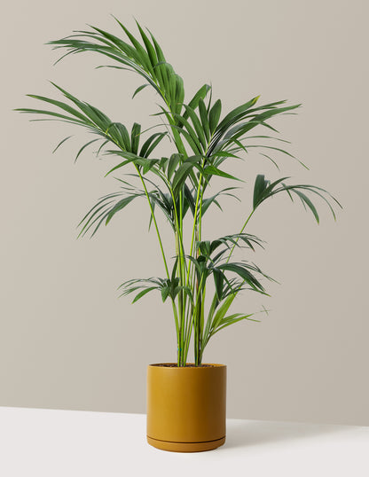 Kentia Palm
