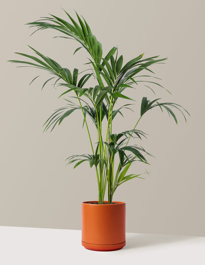 Kentia Palm