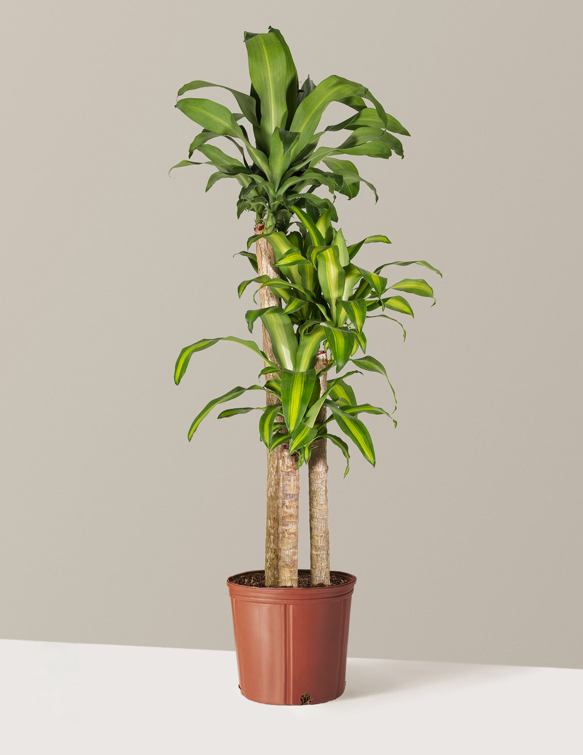 Dracaena Mass Cane