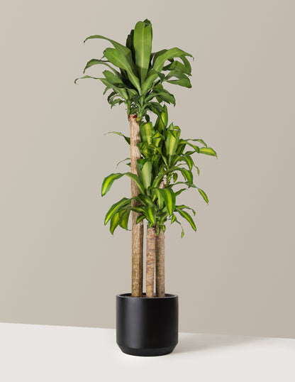 dracaena mass cane outdoors Dracaena Mass Cane Houseplant - Extra Large (5'-6' tall) Grow Pot