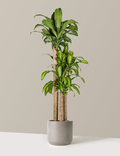 dracaena massangeana cane plant Dracaena Mass Cane Houseplant - Extra Large (5'-6' tall) Grow Pot
