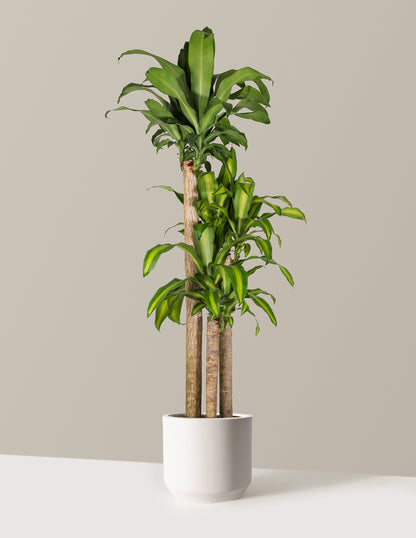 dracaena mass branch Dracaena Mass Cane Houseplant - Extra Large (5'-6' tall) Grow Pot