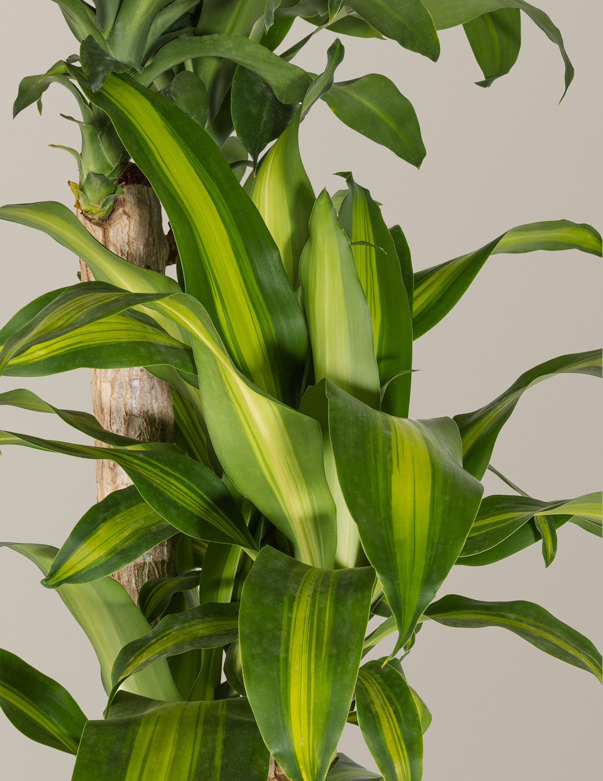 corn stalk dracaena silk plant Dracaena Mass Cane Houseplant - Extra Large (5'-6' tall) Grow Pot