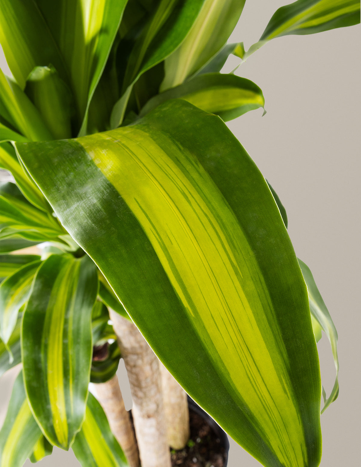 dracaena mass cane plant Large Dracaena 'Mass Cane' | Indoor Plants & Houseplants
