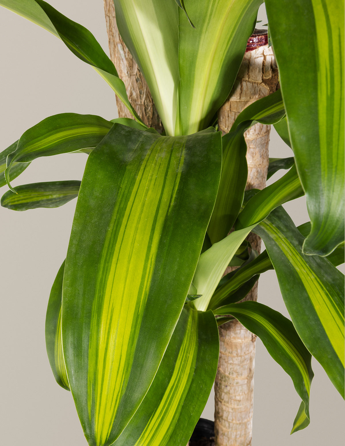 jumbo dracaena cane Large Dracaena 'Mass Cane' | Indoor Plants & Houseplants