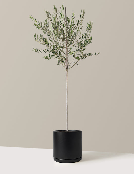 Olive Tree