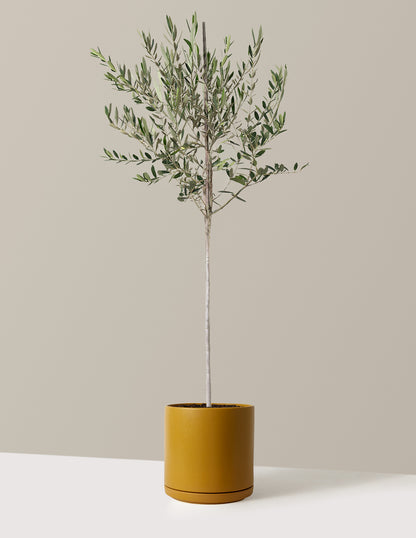 Olive Tree