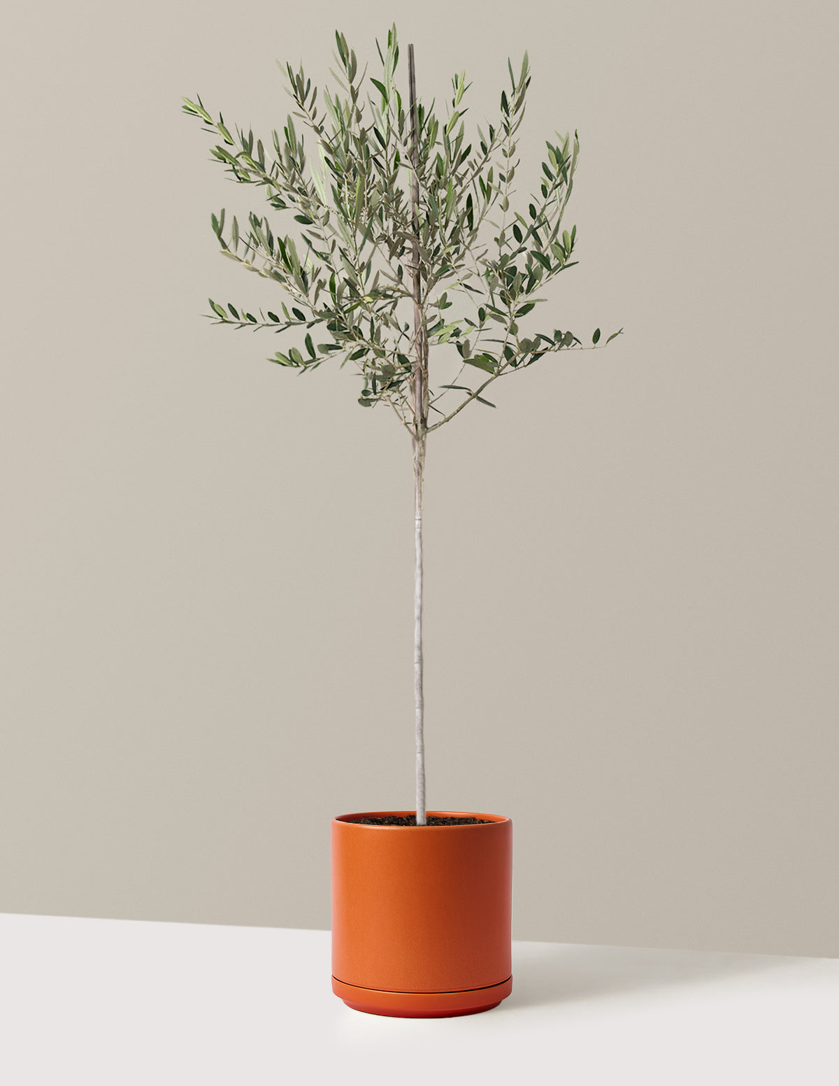 Olive Tree