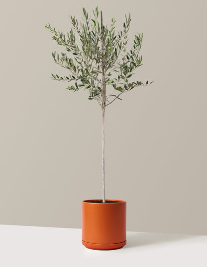 Olive Tree