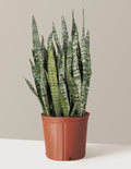 Snake Plant Zeylanica