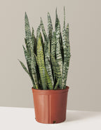 Snake Plant Zeylanica