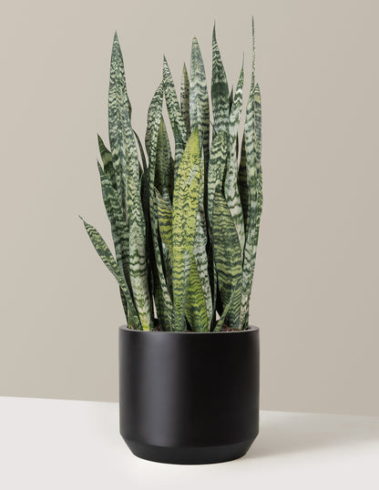 snake plant in long planter Snake Plant Zeylanica - Medium (16-17" tall) Grow Pot