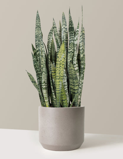 grey snake plant Snake Plant Zeylanica - Medium (16-17" tall) Grow Pot