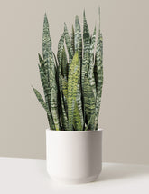 Snake Plant Zeylanica