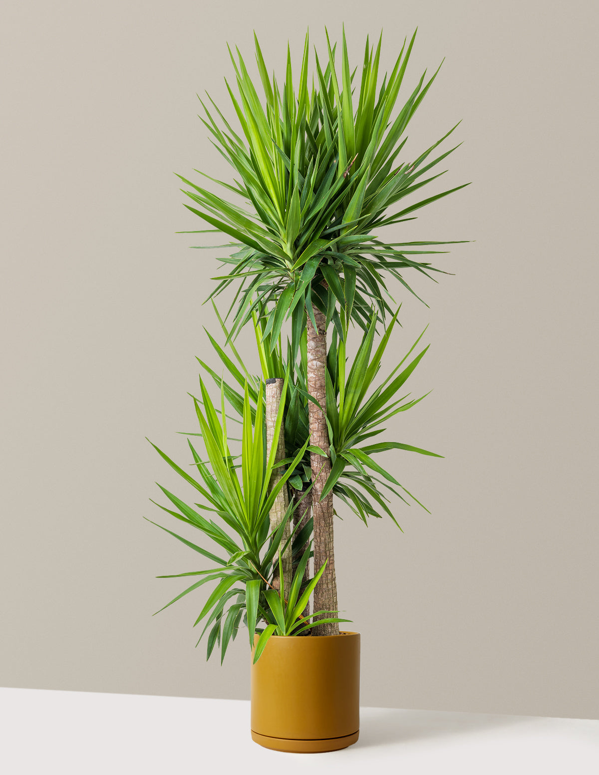 the-sill_Extra-Large-