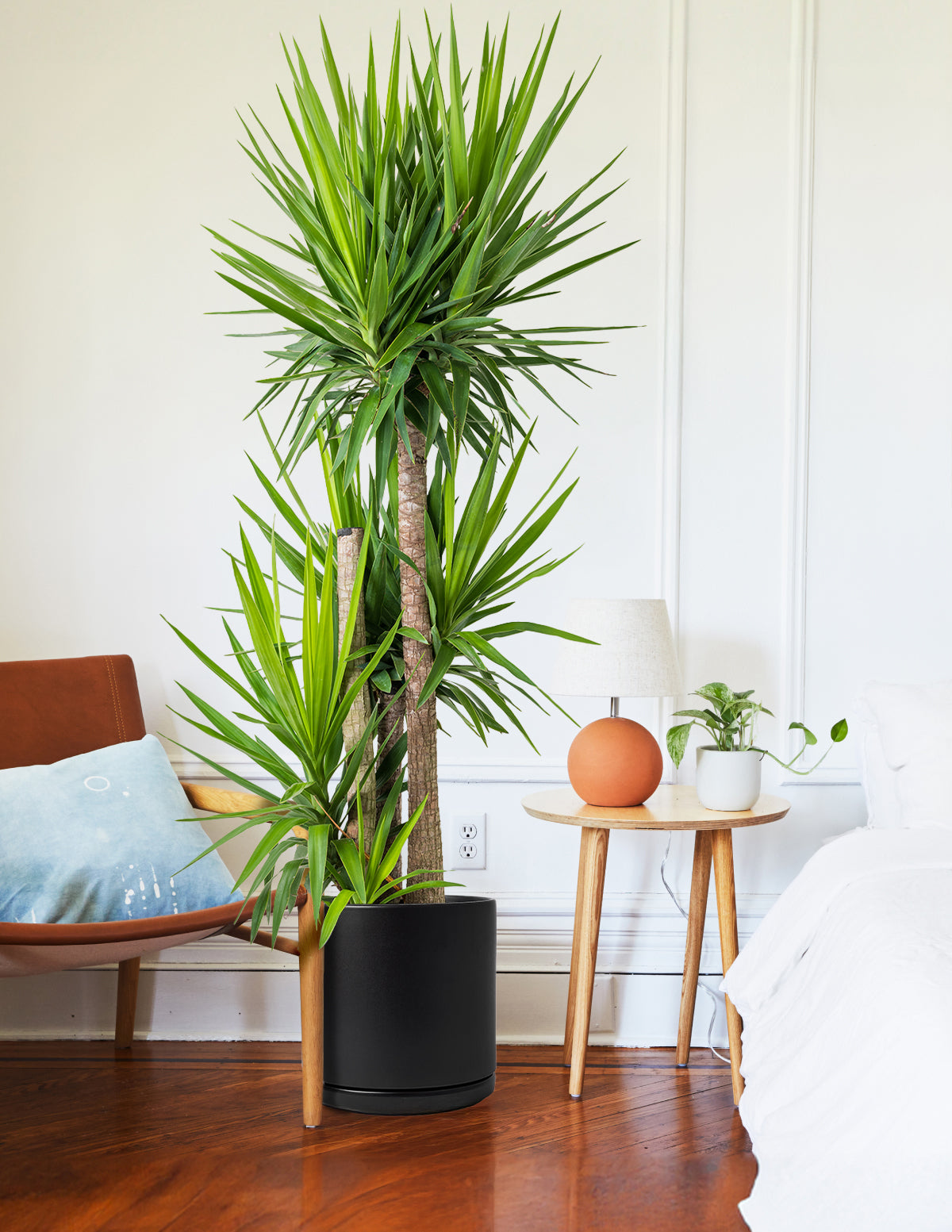 Large Yucca Plant | Tropical Houseplants for Delivery | The Sill