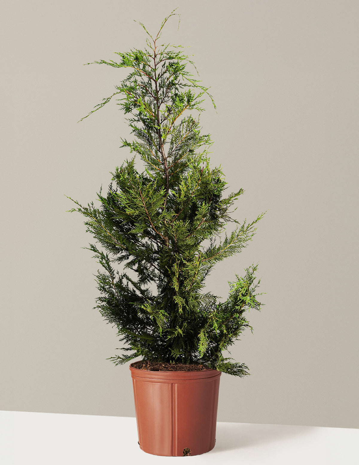 planting cypress trees in pots Leyland Cypress Tree