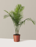 bundle | Extra Large | Grow Pot