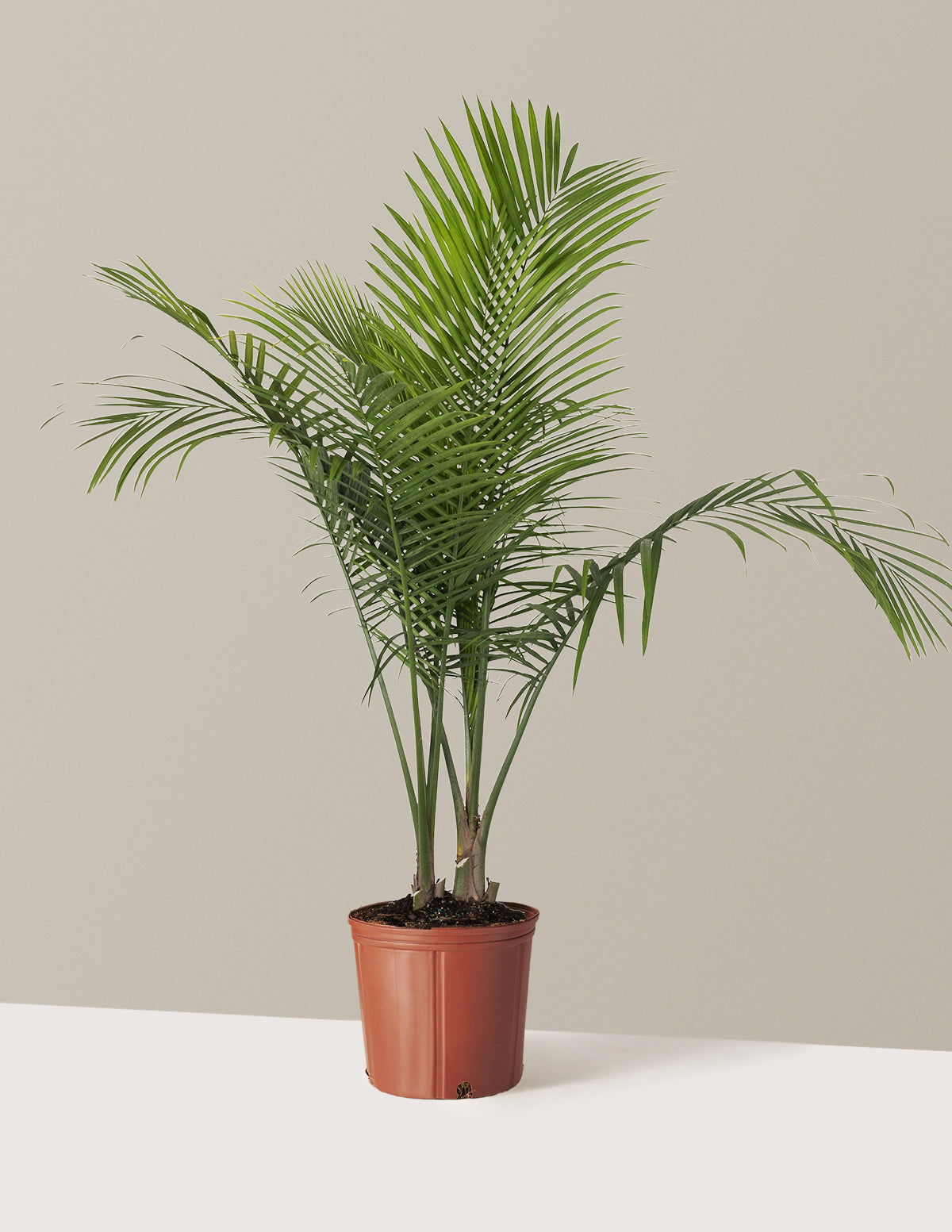 bundle | Extra Large | Grow Pot