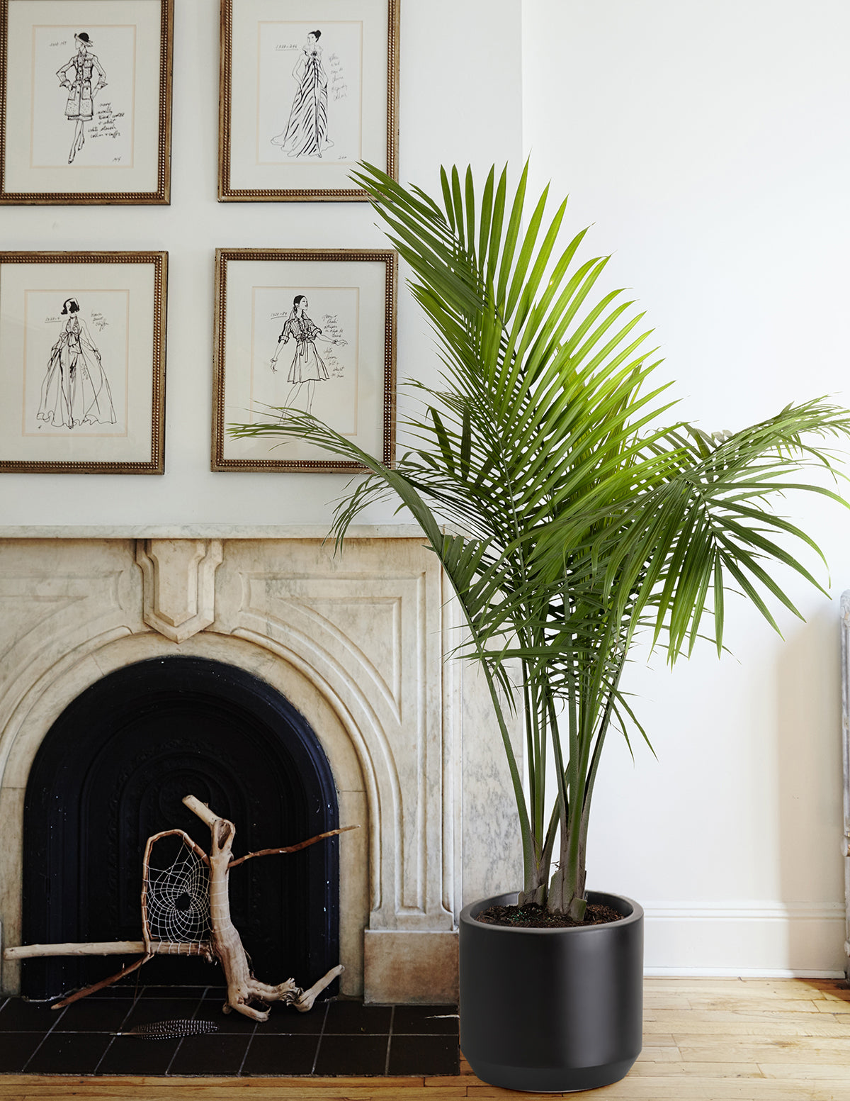 grove plants Luxe Grove Duo