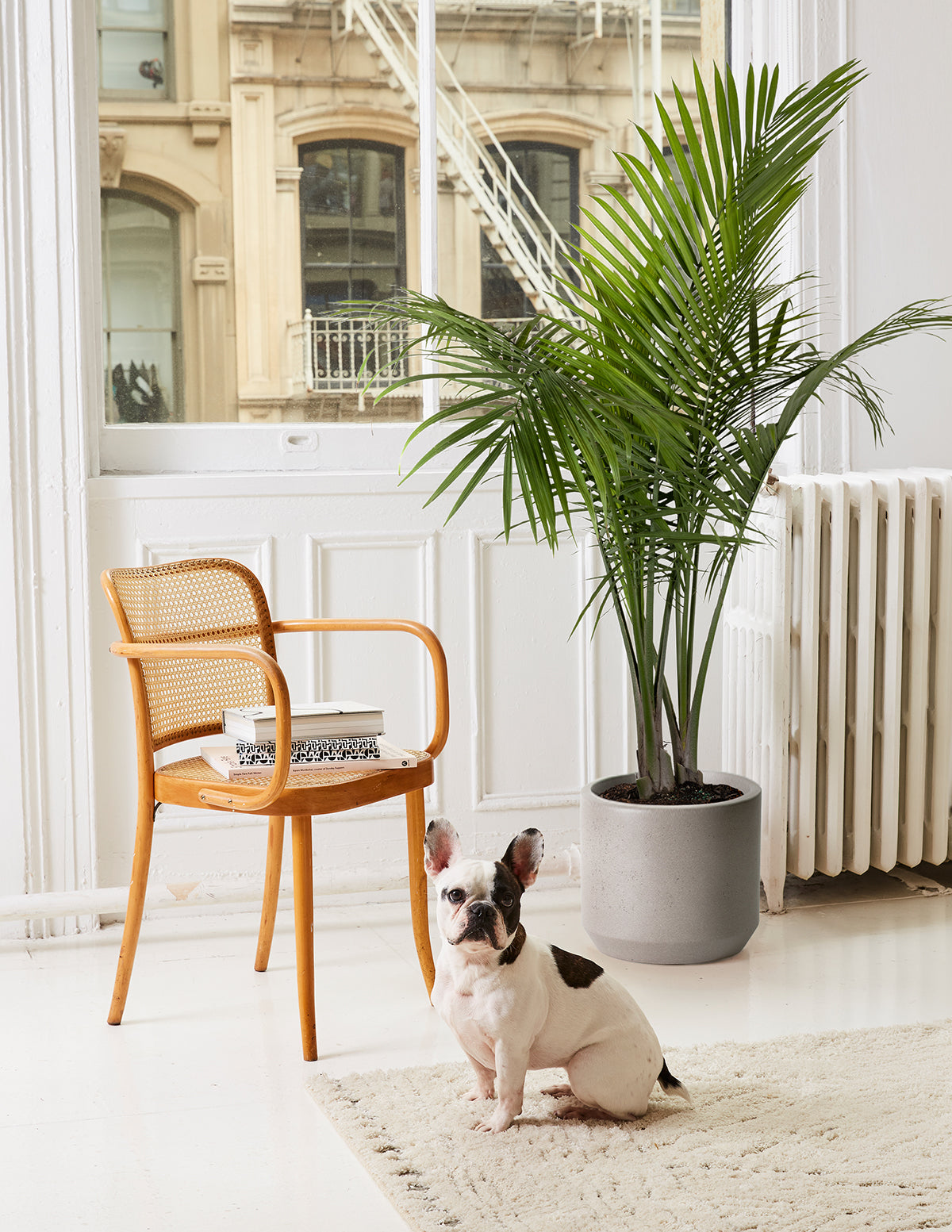 indoor house plants big Large Majesty Palm Houseplant with Planter - Large (3-4' tall) Black Planter