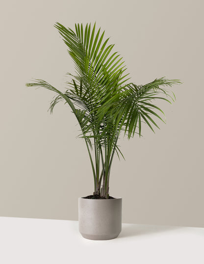 Large Majesty Palm
