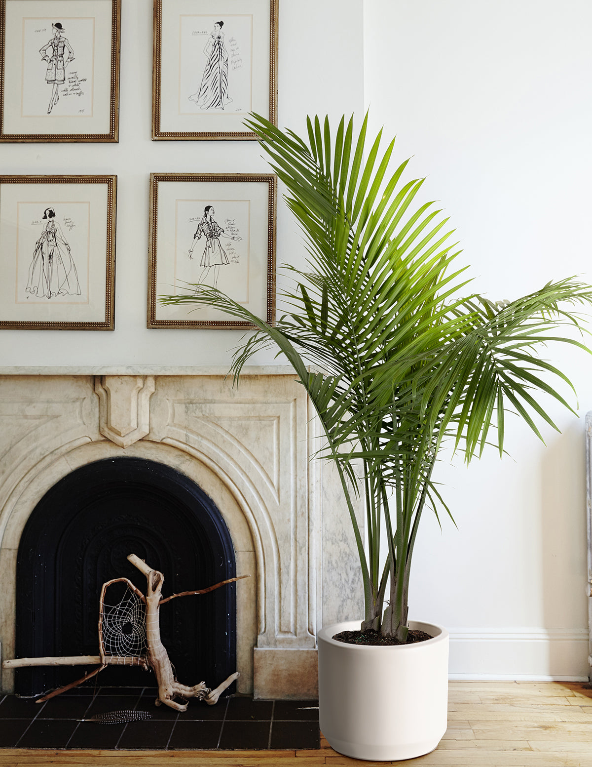 files/the-sill_Extra-Large_Majesty-Palm_Extra-Large_Mexia_Cream_Lifestyle_3.jpg