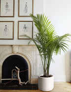 Large Majesty Palm