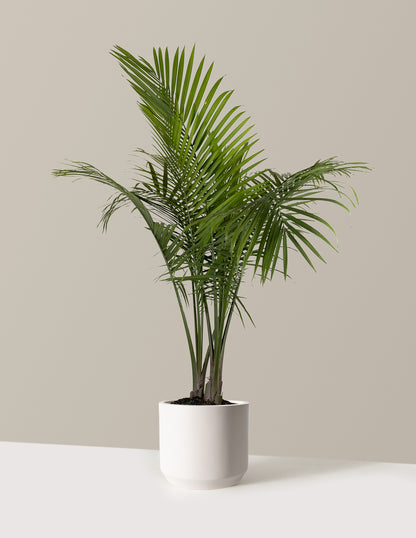 Large Majesty Palm