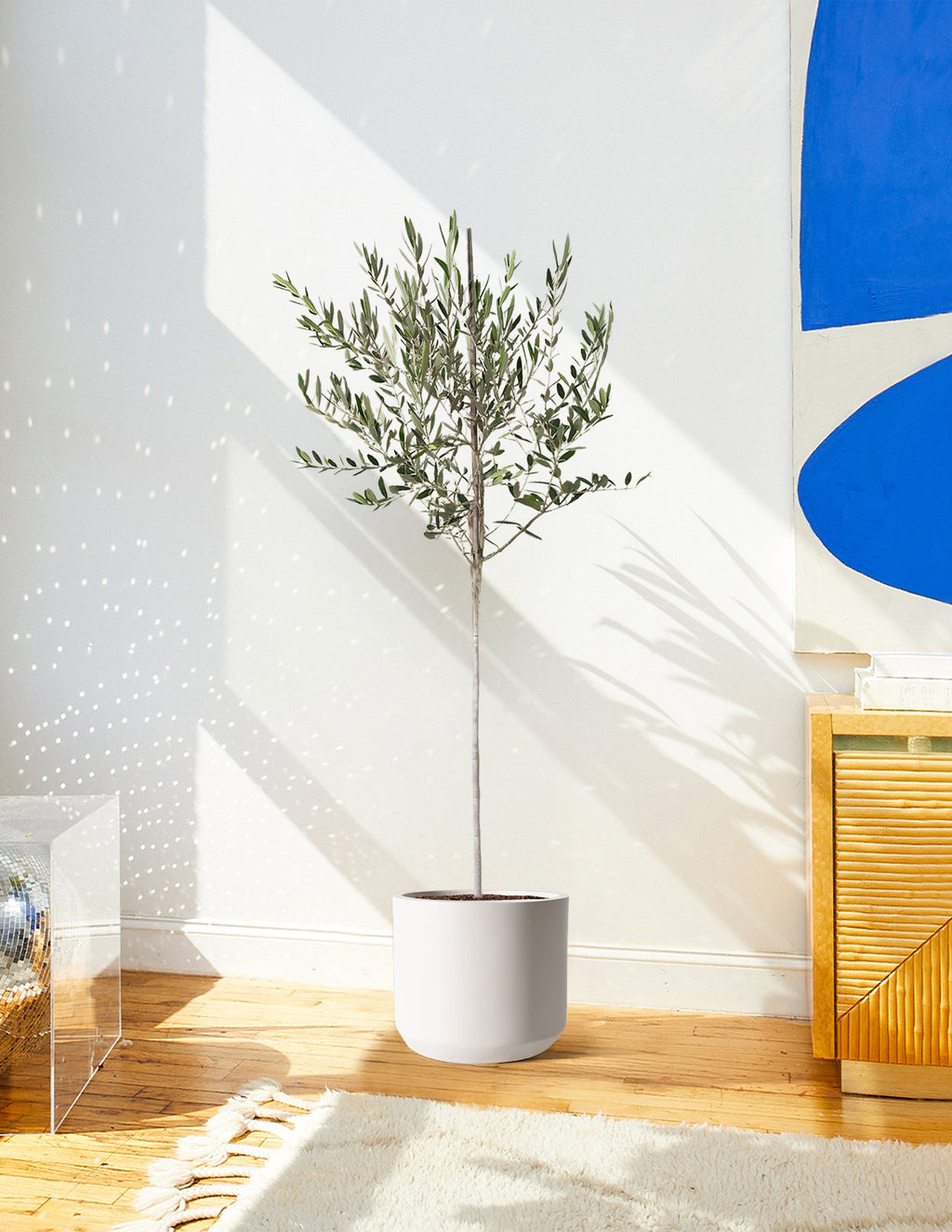 Olive Tree