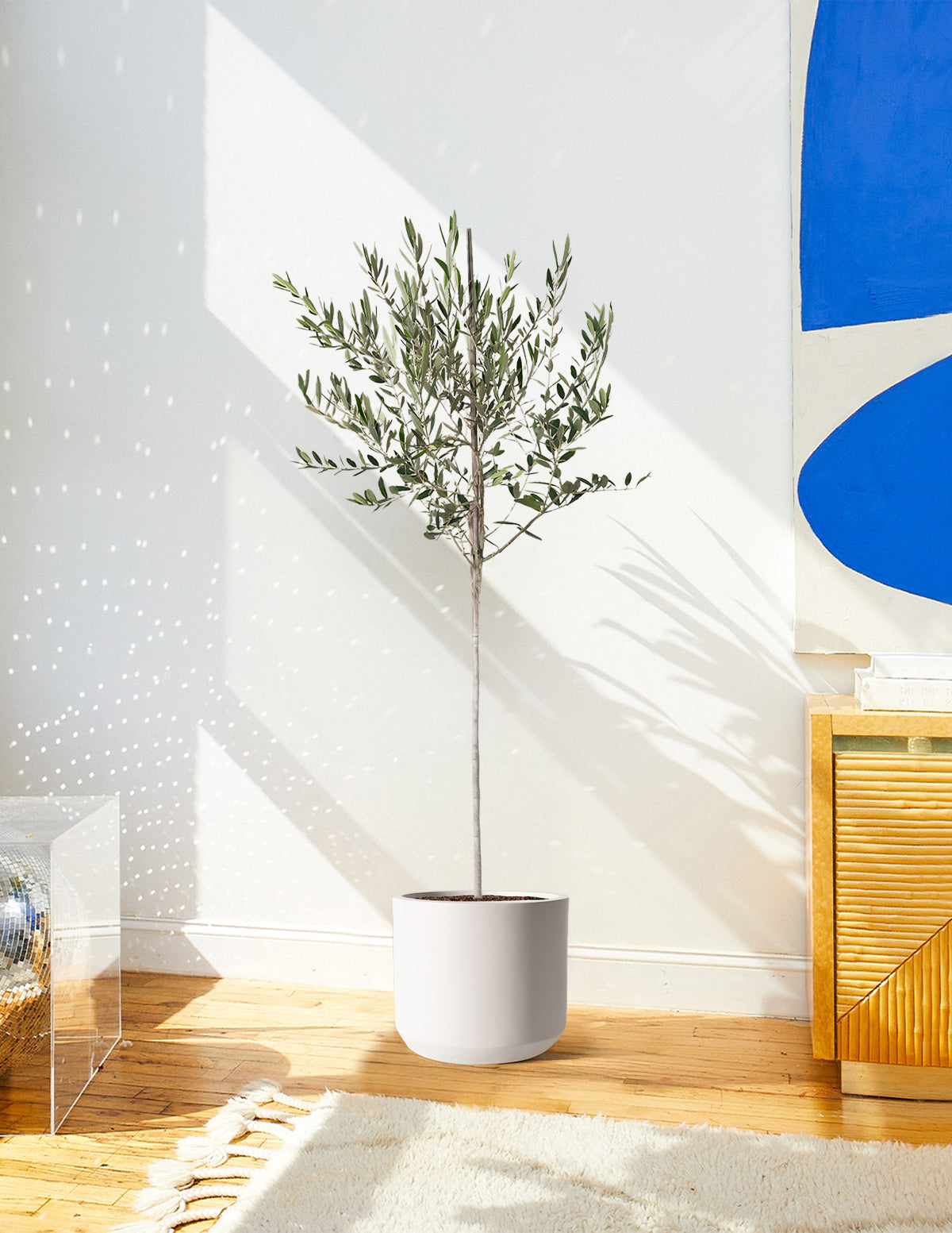 Olive Tree