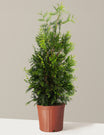 Thuja Green Giant For Sale Transform Your Landscape With This Fast thuja-green-giant-for-sale-transform-your-landscape-with-this-fast