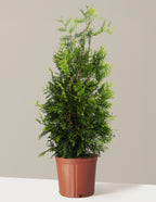 bundle | 4-5 ft. | Single | Grow Pot/Plastic