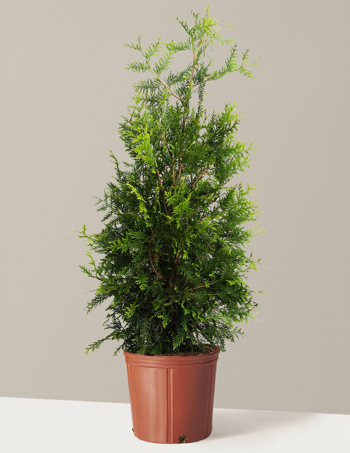 bundle | 4-5 ft. | Single | Grow Pot/Plastic