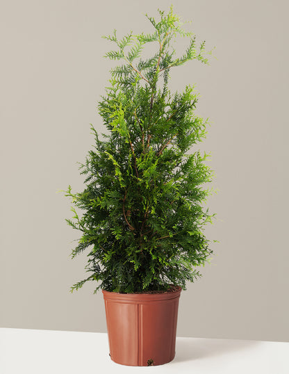 Thuja Green Giant
