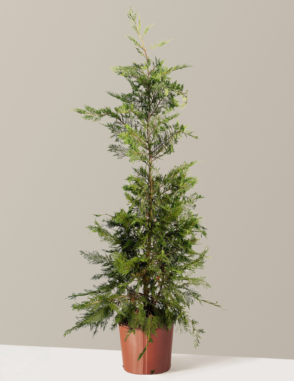 Leyland Cypress Tree
