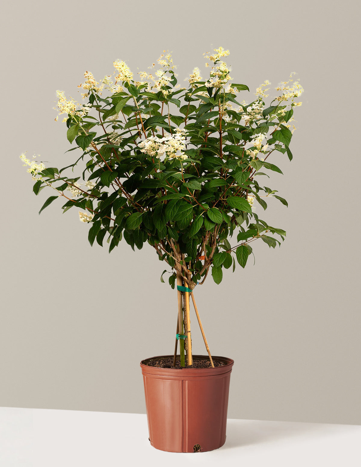 Quick Fire® Hydrangea Tree