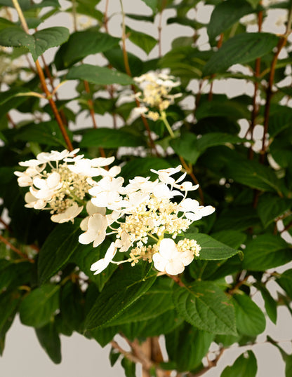 Quick Fire® Hydrangea Tree