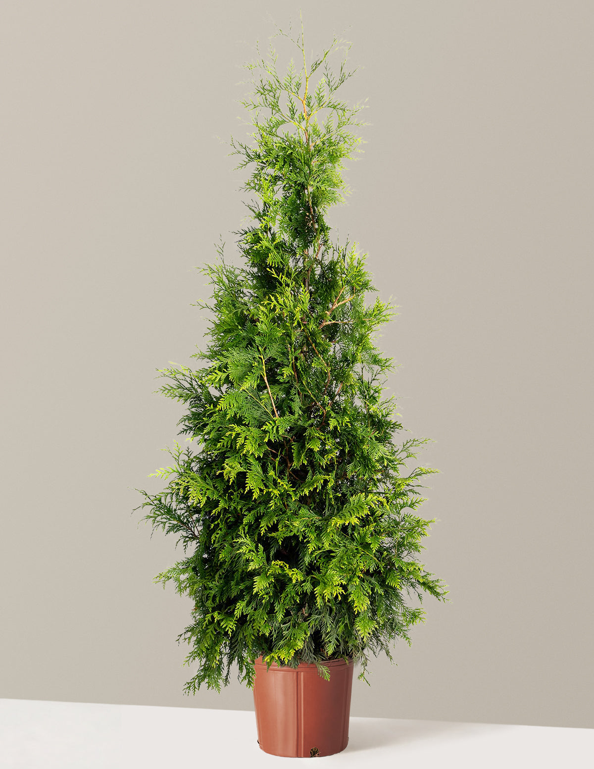 bundle | 5-6 ft. | Single | Grow Pot/Plastic