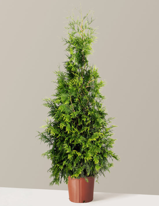 bundle | 5-6 ft. | Single | Grow Pot/Plastic